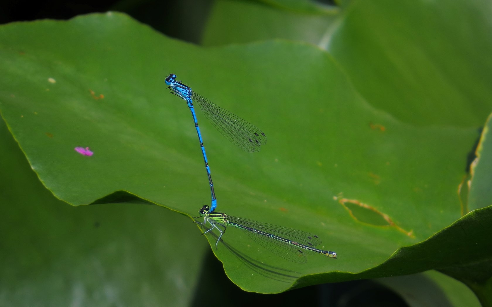Accoppiamento tra pennipes